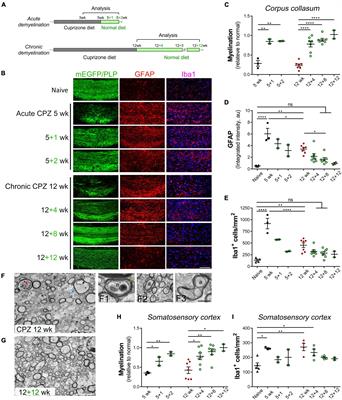 Brain region dependent molecular signatures and myelin repair following chronic demyelination
